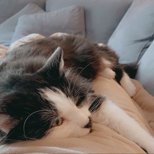 Meet your Posher, Meme